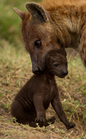 hyena